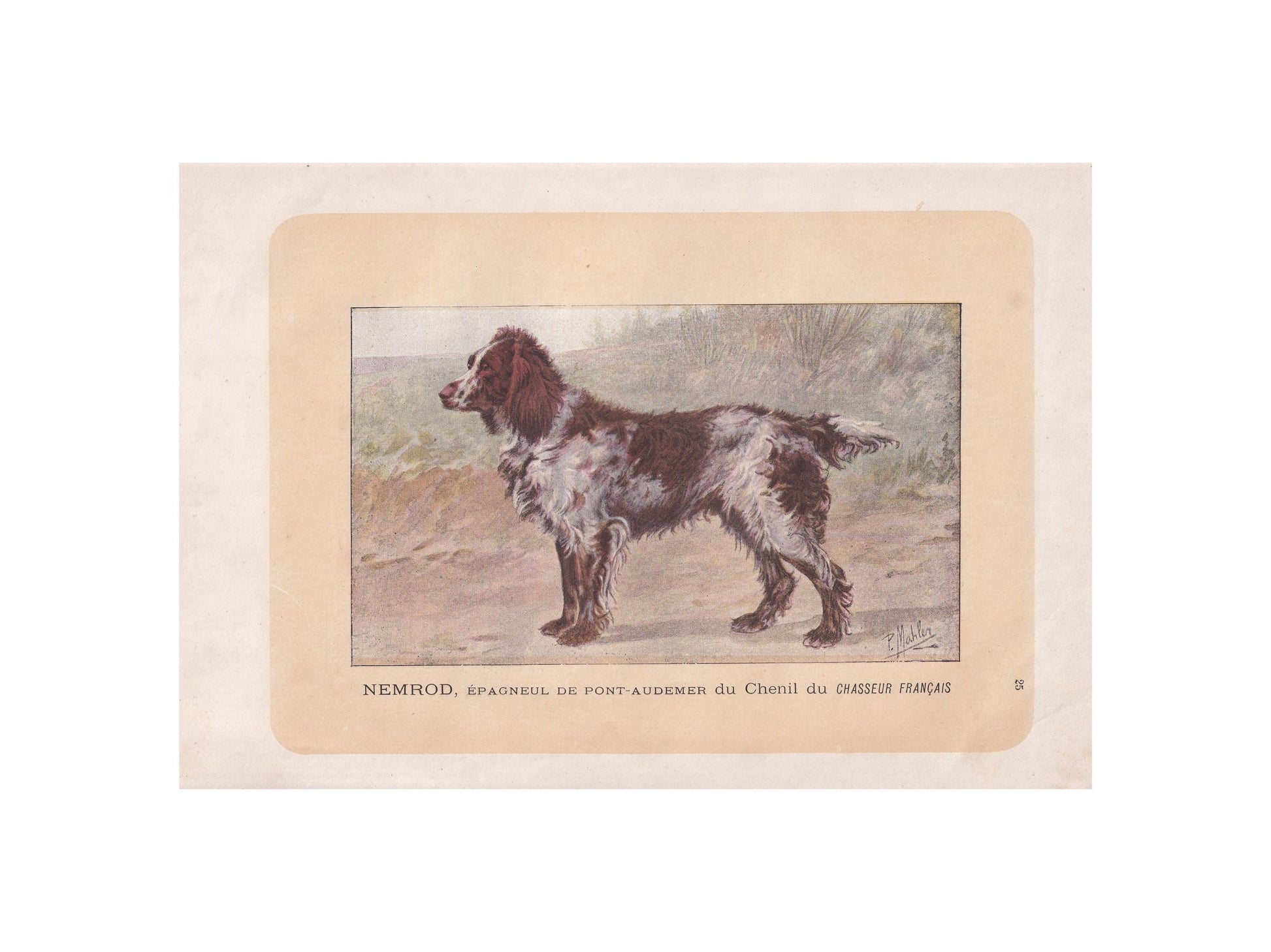 1896 PONT-AUDEMER SPANIEL Dog Print - Original Antique Hunting Dog Print - Dog Wall Art Gift - Animal Art - Dog Lover - 10 x 7 Inches