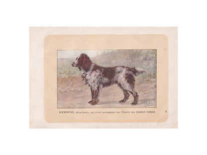 1896 PONT-AUDEMER SPANIEL Dog Print - Original Antique Hunting Dog Print - Dog Wall Art Gift - Animal Art - Dog Lover - 10 x 7 Inches