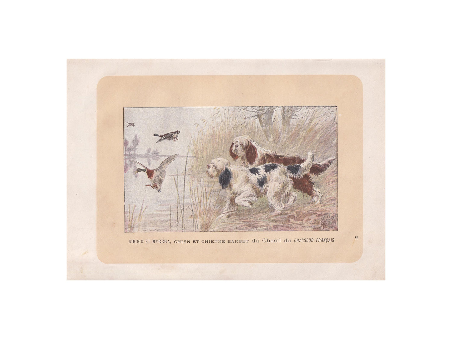 1896 BARBET DOG Print - Original Antique Hunting Dog Print - Dog Wall Art Gift - Animal Art - Dog Lover - 10 x 7 Inches