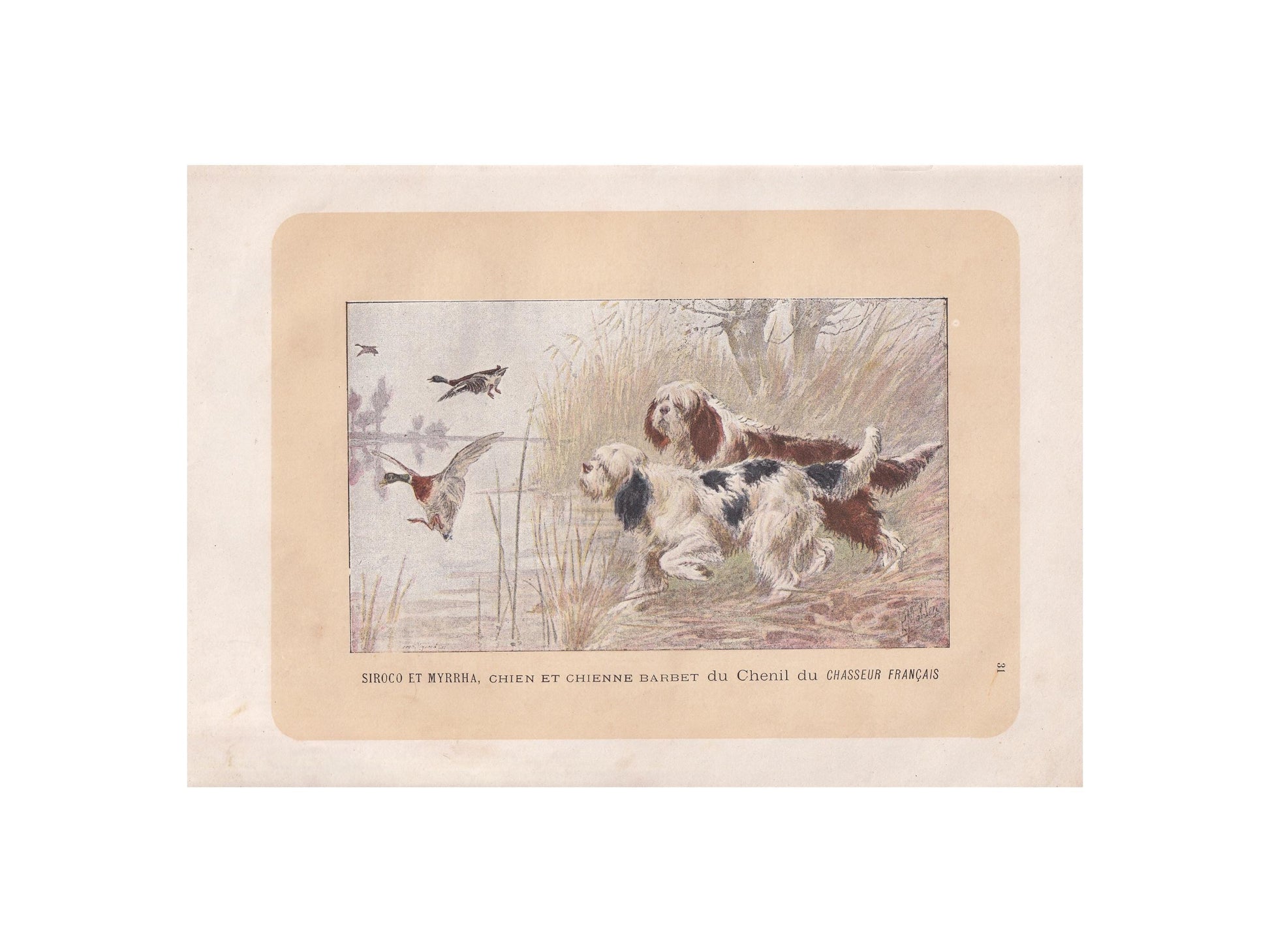 1896 BARBET DOG Print - Original Antique Hunting Dog Print - Dog Wall Art Gift - Animal Art - Dog Lover - 10 x 7 Inches