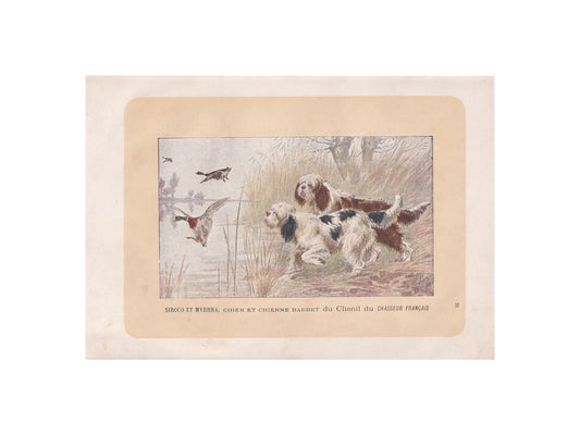1896 BARBET DOG Print - Original Antique Hunting Dog Print - Dog Wall Art Gift - Animal Art - Dog Lover - 10 x 7 Inches