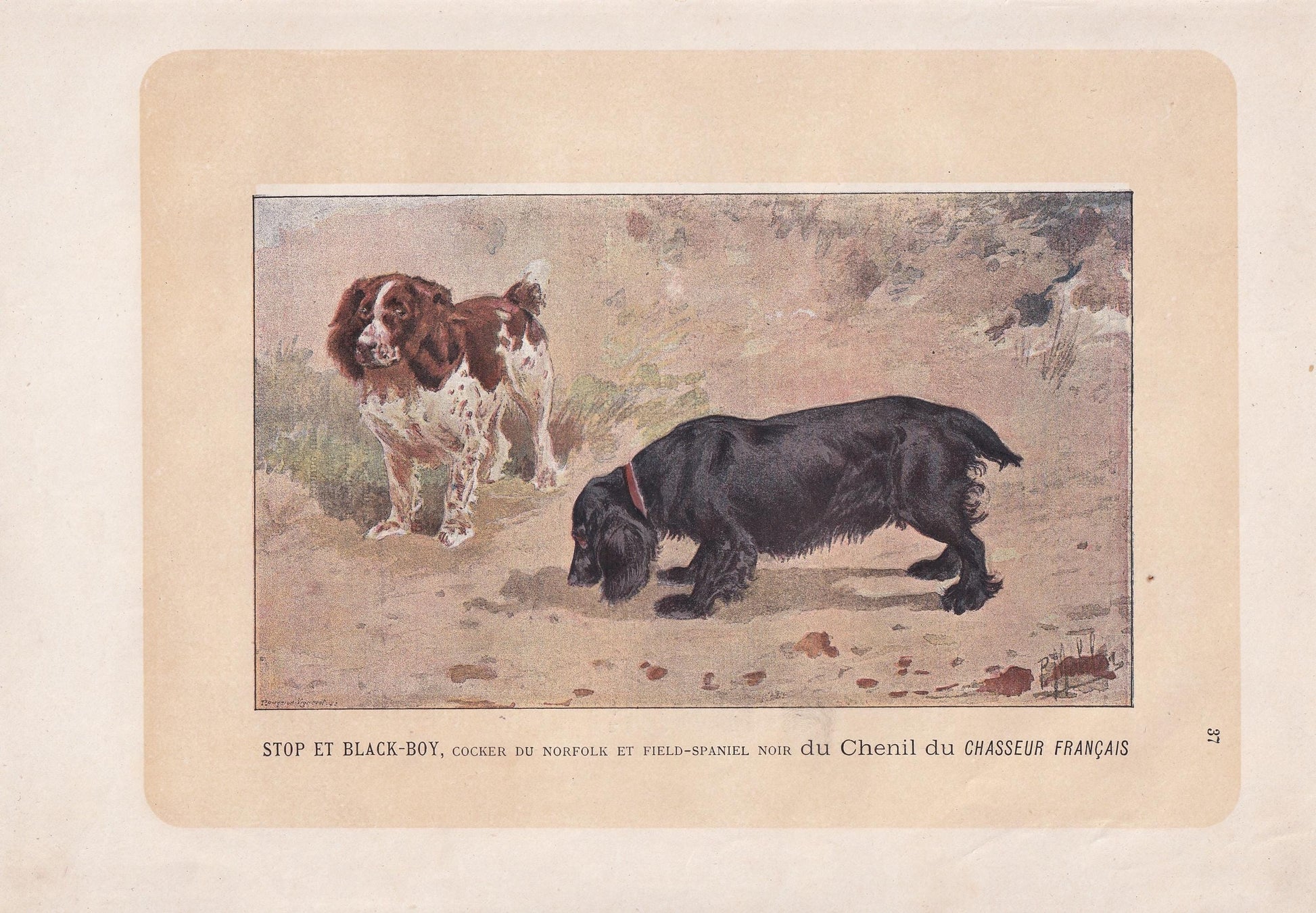 1896 COCKER & FIELD SPANIEL Dog Print - Original Antique Hunting Dog Print - Dog Wall Art Gift - Animal Art - Dog Lover - 10 x 7 Inches