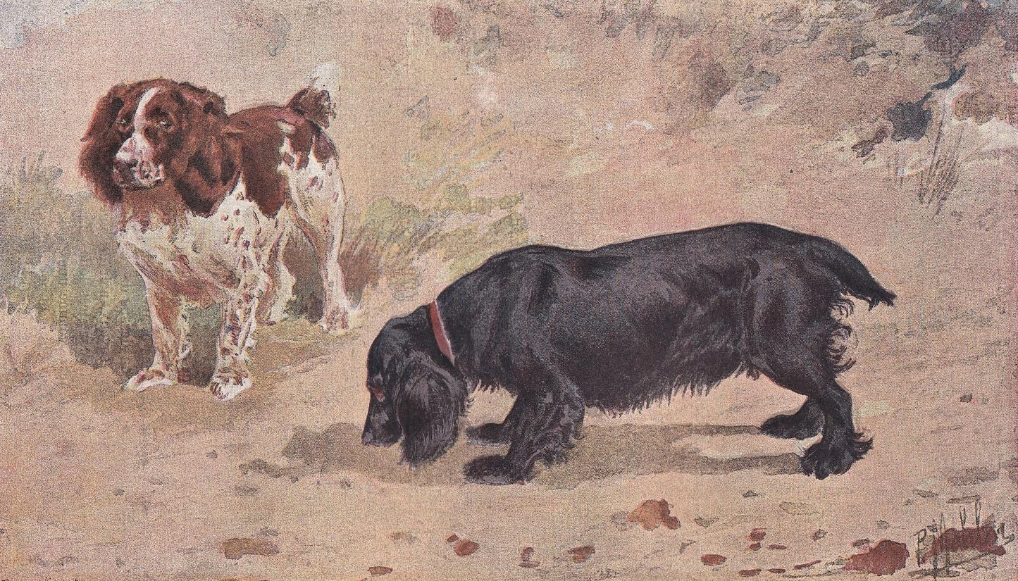 1896 COCKER & FIELD SPANIEL Dog Print - Original Antique Hunting Dog Print - Dog Wall Art Gift - Animal Art - Dog Lover - 10 x 7 Inches