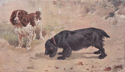 1896 COCKER & FIELD SPANIEL Dog Print - Original Antique Hunting Dog Print - Dog Wall Art Gift - Animal Art - Dog Lover - 10 x 7 Inches