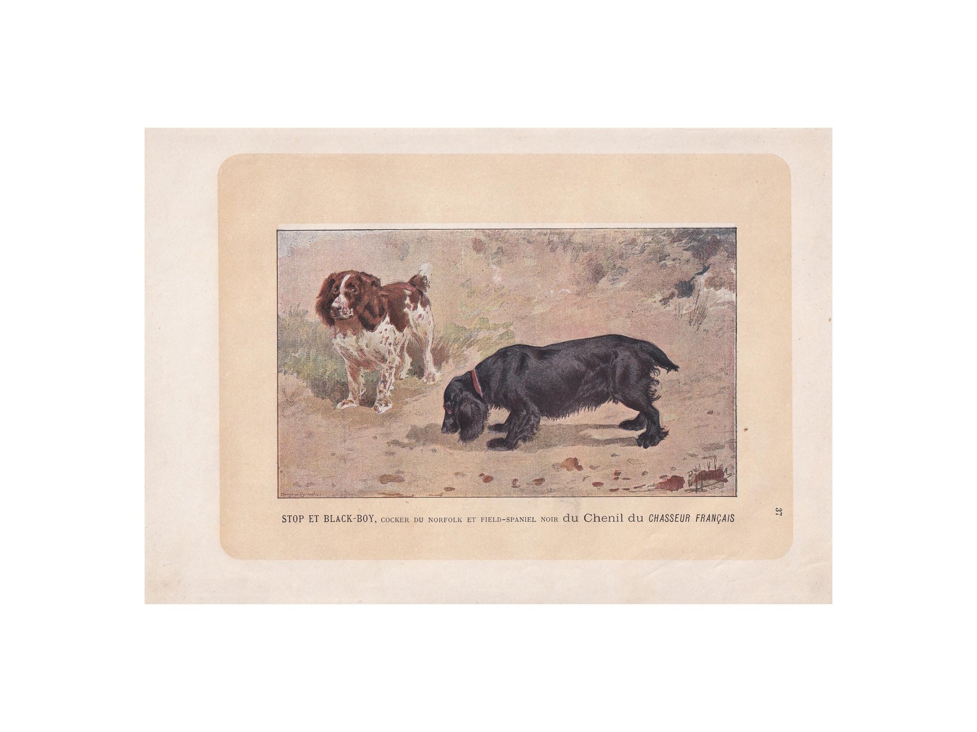 1896 COCKER & FIELD SPANIEL Dog Print - Original Antique Hunting Dog Print - Dog Wall Art Gift - Animal Art - Dog Lover - 10 x 7 Inches