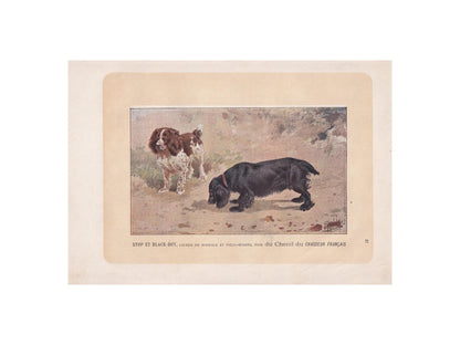 1896 COCKER & FIELD SPANIEL Dog Print - Original Antique Hunting Dog Print - Dog Wall Art Gift - Animal Art - Dog Lover - 10 x 7 Inches