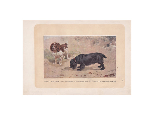 1896 COCKER & FIELD SPANIEL Dog Print - Original Antique Hunting Dog Print - Dog Wall Art Gift - Animal Art - Dog Lover - 10 x 7 Inches