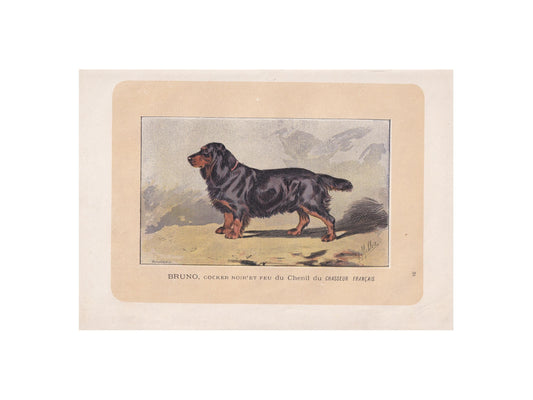 1896 COCKER SPANIEL DOG Print - Original Antique Hunting Dog Print - Dog Wall Art Gift - Animal Art - Dog Lover - 10 x 7 Inches
