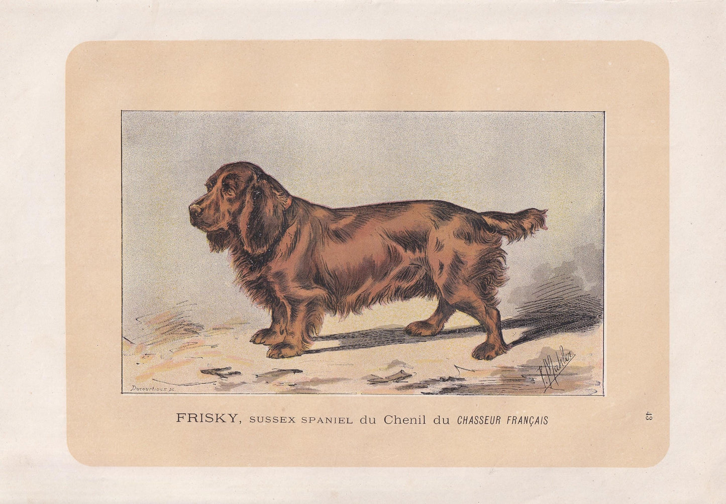 1896 SUSSEX SPANIEL DOG Print - Original Antique Hunting Dog Print - Dog Wall Art Gift - Animal Art - Dog Lover - 10 x 7 Inches