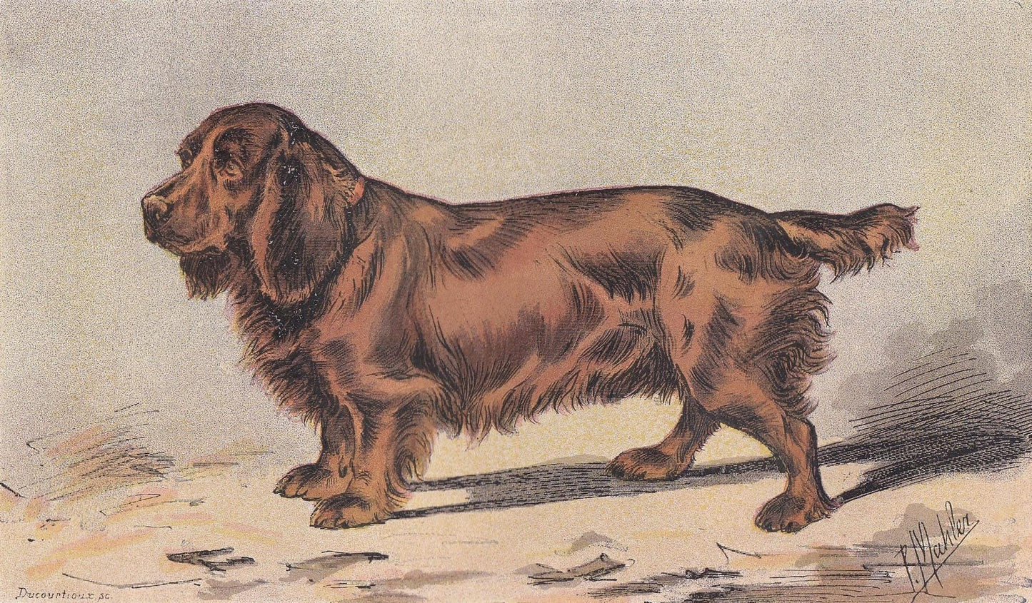 1896 SUSSEX SPANIEL DOG Print - Original Antique Hunting Dog Print - Dog Wall Art Gift - Animal Art - Dog Lover - 10 x 7 Inches