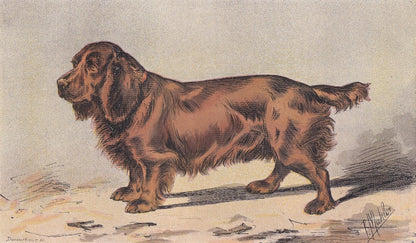 1896 SUSSEX SPANIEL DOG Print - Original Antique Hunting Dog Print - Dog Wall Art Gift - Animal Art - Dog Lover - 10 x 7 Inches