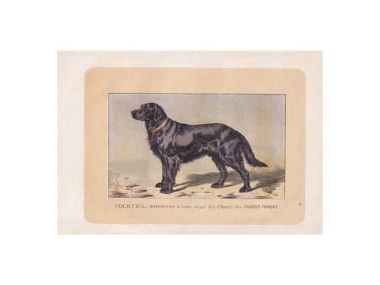 1896 FLAT-COATED RETRIEVER Dog Print - Original Antique Hunting Dog Print - Dog Wall Art Gift - Animal Art - Dog Lover - 10 x 7 Inches