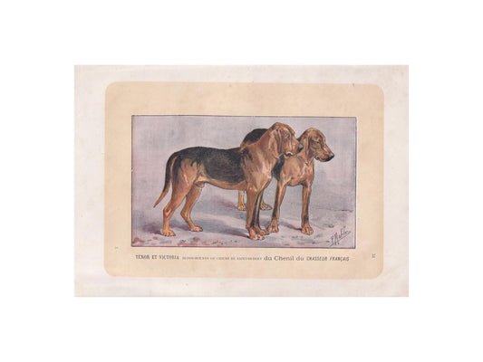 1896 BLOODHOUND DOG Print - Original Antique Hunting Dog Print - Dog Wall Art Gift - Animal Art - Dog Lover - 10 x 7 Inches