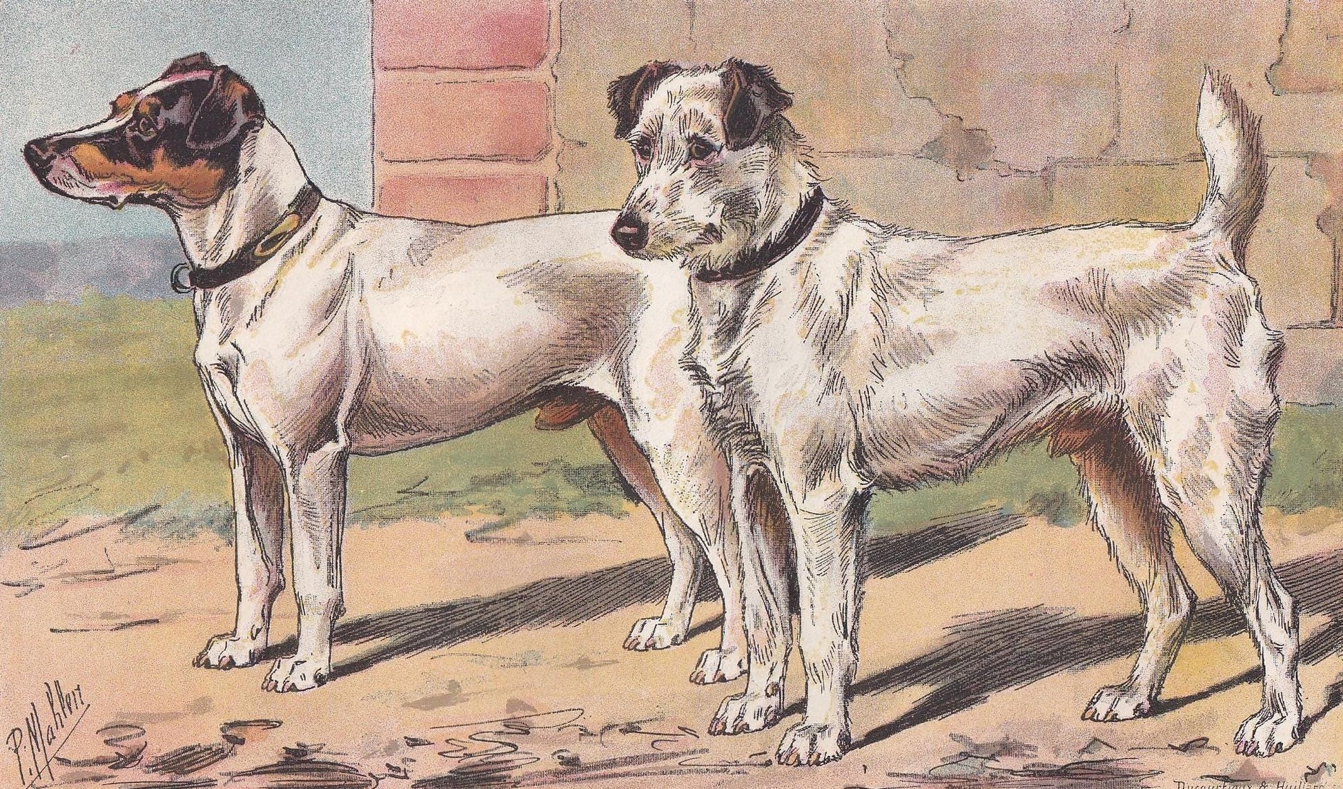 1896 FOX TERRIER DOG Print - Original Antique Hunting Dog Print - Dog Wall Art Gift - Animal Art - Dog Lover - 10 x 7 Inches