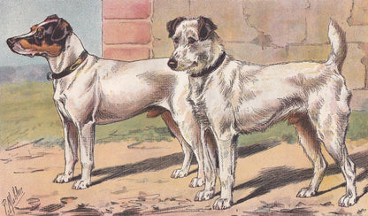 1896 FOX TERRIER DOG Print - Original Antique Hunting Dog Print - Dog Wall Art Gift - Animal Art - Dog Lover - 10 x 7 Inches