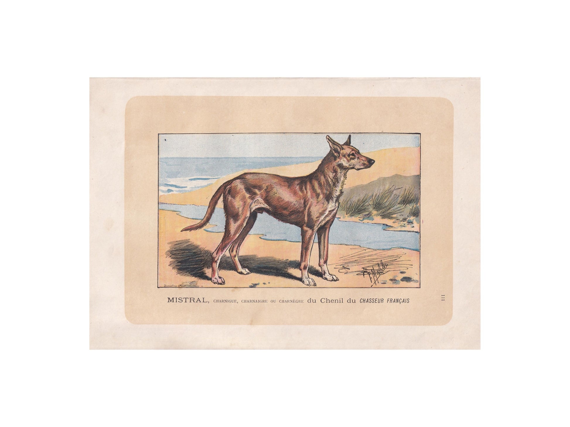 1896 IBIZAN HOUND DOG Print - Original Antique Hunting Dog Print - Dog Wall Art Gift - Animal Art - Dog Lover - 10 x 7 Inches