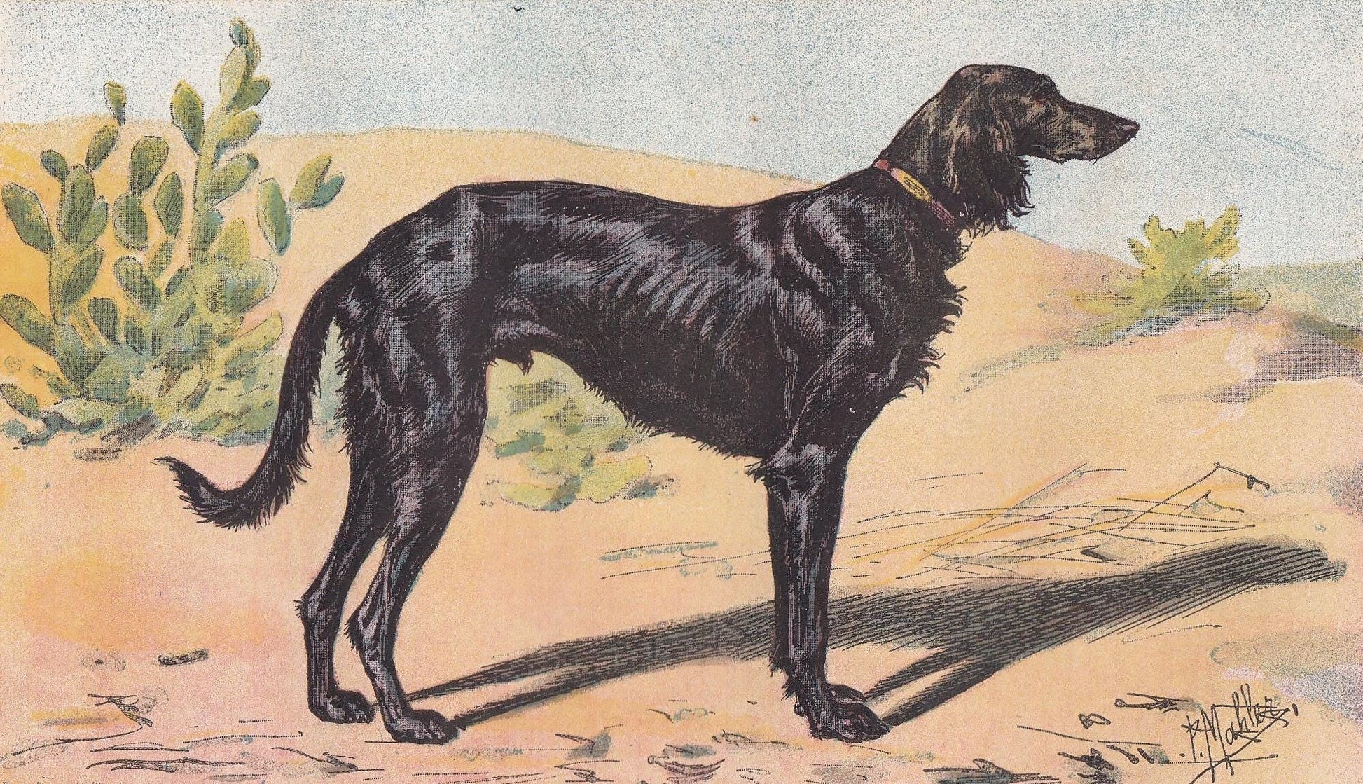 1896 SALUKI DOG Print - Original Antique Hunting Dog Print - Dog Wall Art Gift - Animal Art - Dog Lover - 10 x 7 Inches