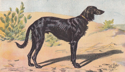 1896 SALUKI DOG Print - Original Antique Hunting Dog Print - Dog Wall Art Gift - Animal Art - Dog Lover - 10 x 7 Inches