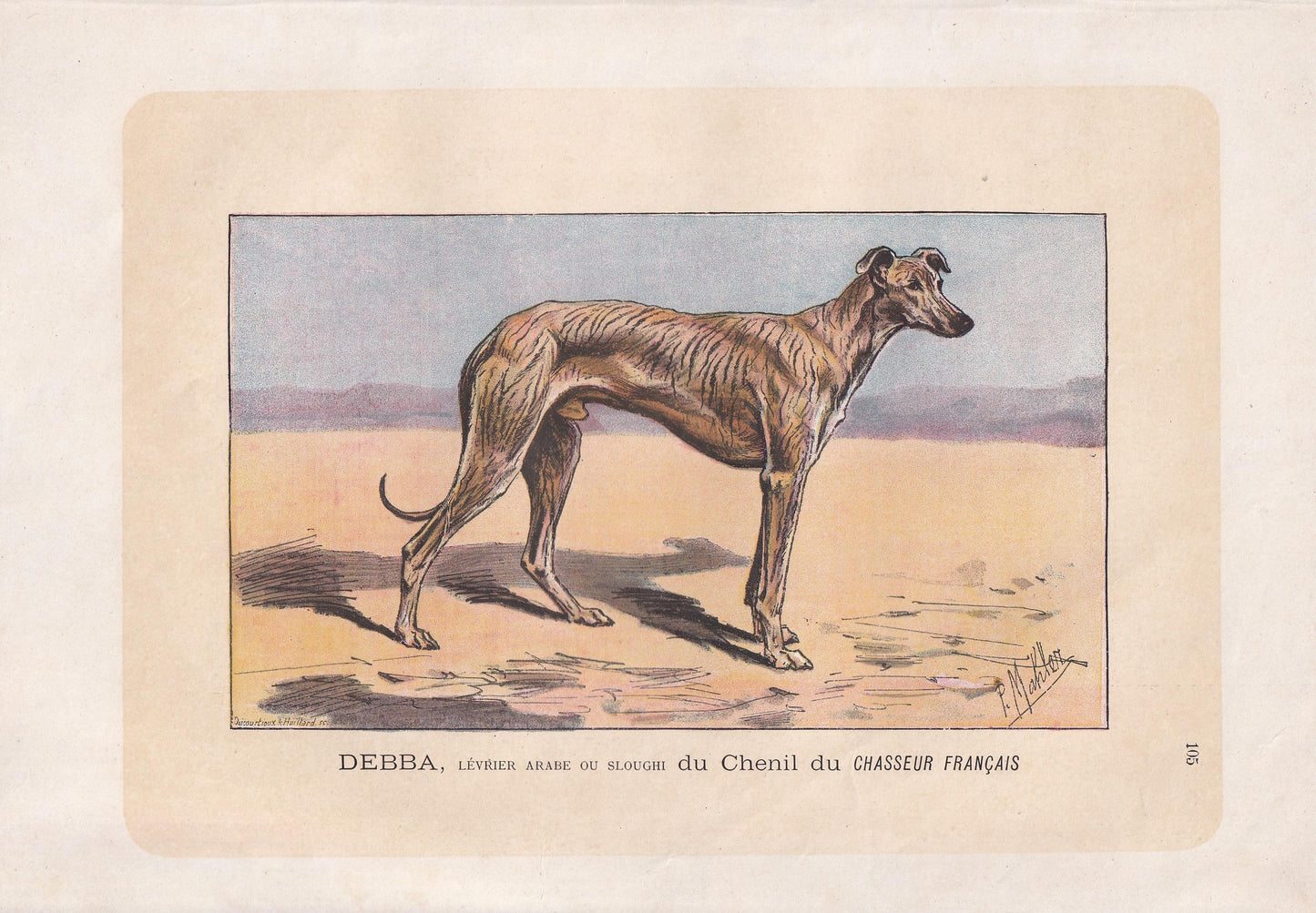 1896 SLOUGHI ARABIAN GREYHOUND Dog Print - Original Antique Hunting Dog Print - Dog Wall Art Gift - Animal Art - Dog Lover - 10 x 7 Inches