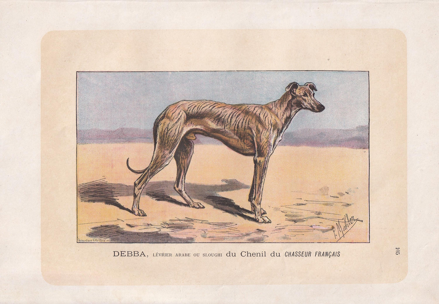 1896 SLOUGHI ARABIAN GREYHOUND Dog Print - Original Antique Hunting Dog Print - Dog Wall Art Gift - Animal Art - Dog Lover - 10 x 7 Inches