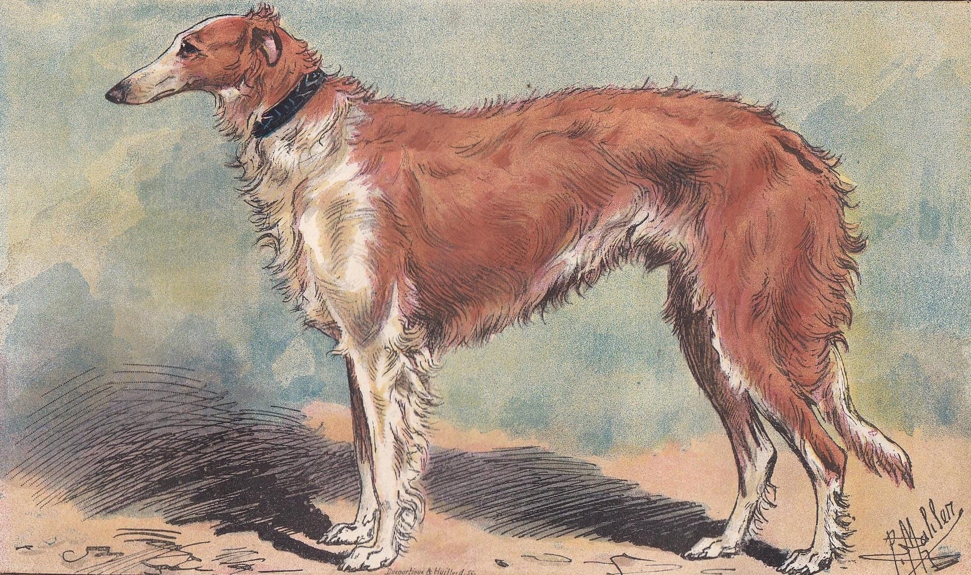 1896 BORZOI DOG Print - Original Antique Hunting Dog Print - Dog Wall Art Gift - Animal Art - Dog Lover - 10 x 7 Inches