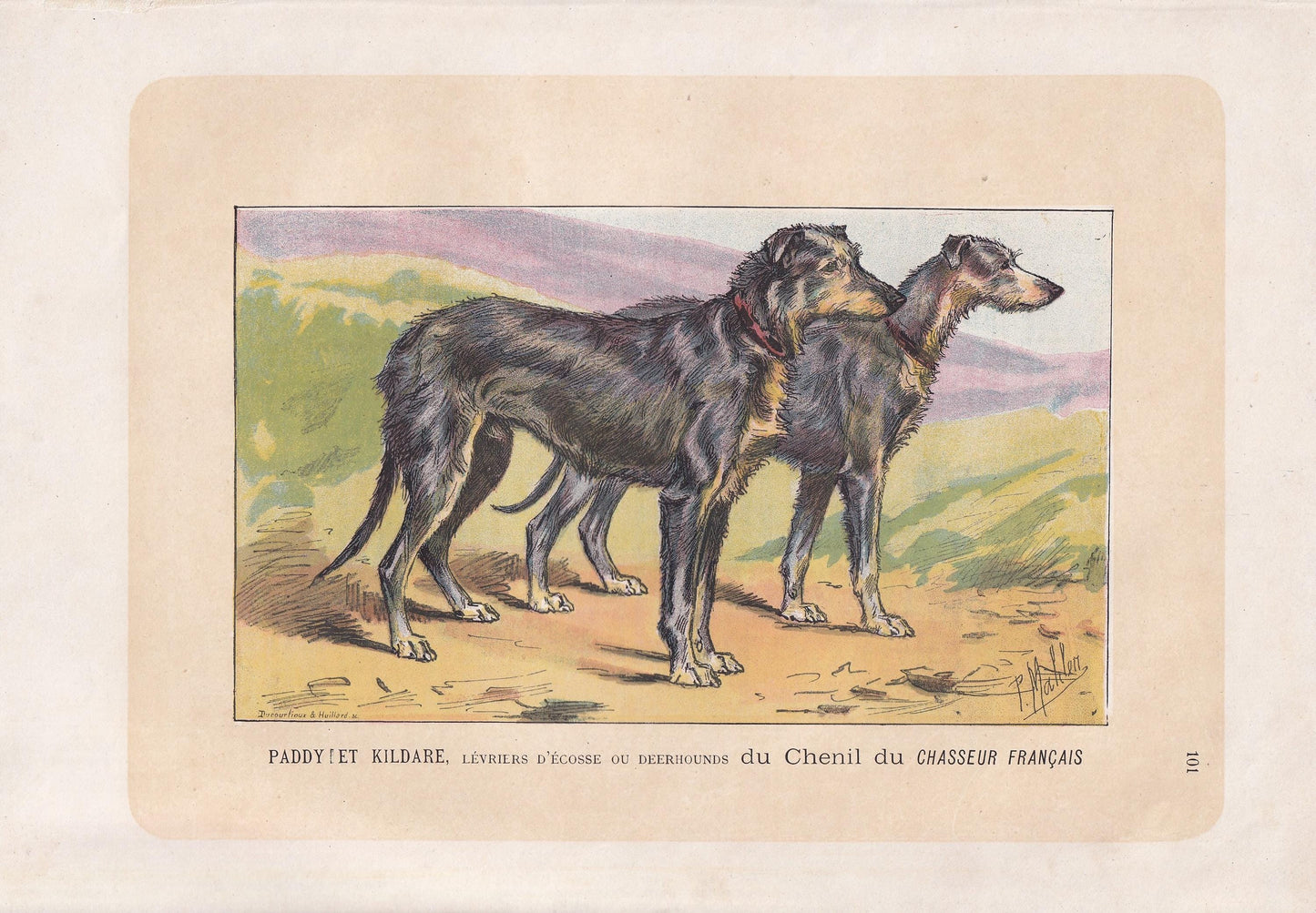 1896 SCOTTISH DEERHOUND DOG Print - Original Antique Hunting Dog Print - Dog Wall Art Gift - Animal Art - Dog Lover - 10 x 7 Inches