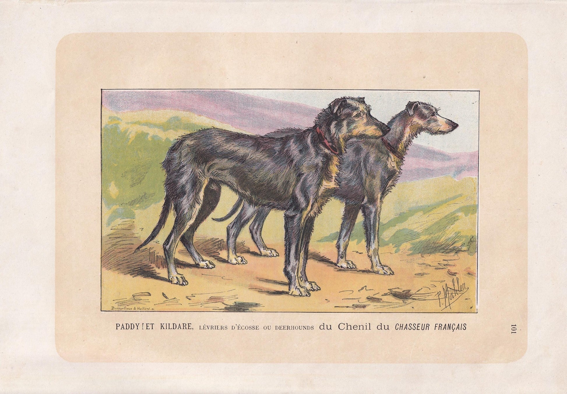 1896 SCOTTISH DEERHOUND DOG Print - Original Antique Hunting Dog Print - Dog Wall Art Gift - Animal Art - Dog Lover - 10 x 7 Inches