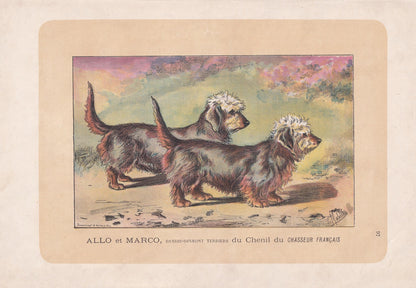1896 DANDIE DINMONT DOG Print - Original Antique Hunting Dog Print - Dog Wall Art Gift - Animal Art - Dog Lover - 10 x 7 Inches