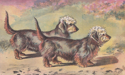 1896 DANDIE DINMONT DOG Print - Original Antique Hunting Dog Print - Dog Wall Art Gift - Animal Art - Dog Lover - 10 x 7 Inches