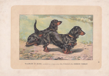 1896 DACHSHUND DOG Print - Original Antique Hunting Dog Print - Dog Wall Art Gift - Animal Art - Dog Lover - 10 x 7 Inches