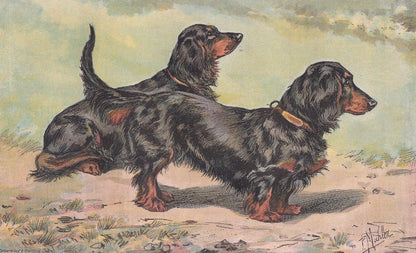 1896 DACHSHUND DOG Print - Original Antique Hunting Dog Print - Dog Wall Art Gift - Animal Art - Dog Lover - 10 x 7 Inches