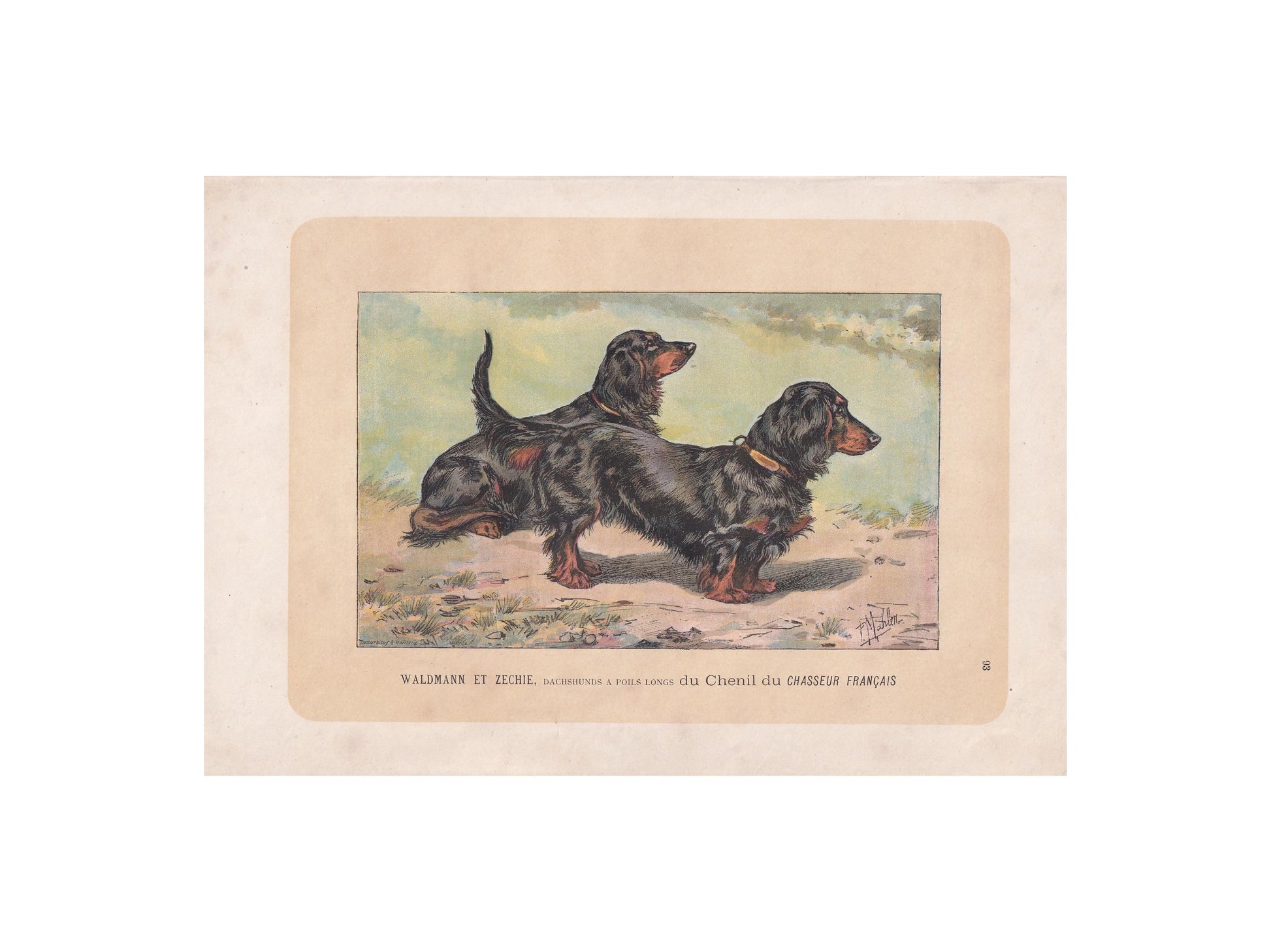 1896 DACHSHUND DOG Print - Original Antique Hunting Dog Print - Dog Wall Art Gift - Animal Art - Dog Lover - 10 x 7 Inches