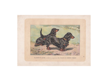 1896 DACHSHUND DOG Print - Original Antique Hunting Dog Print - Dog Wall Art Gift - Animal Art - Dog Lover - 10 x 7 Inches