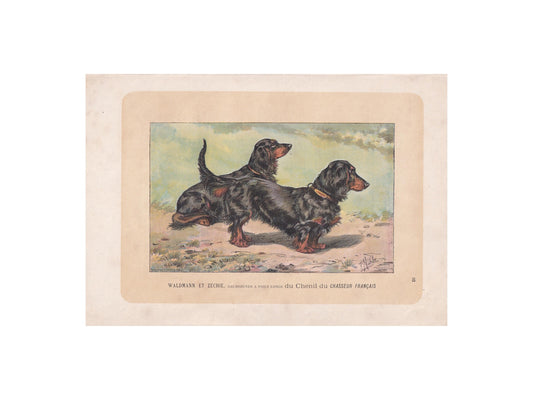 1896 DACHSHUND DOG Print - Original Antique Hunting Dog Print - Dog Wall Art Gift - Animal Art - Dog Lover - 10 x 7 Inches