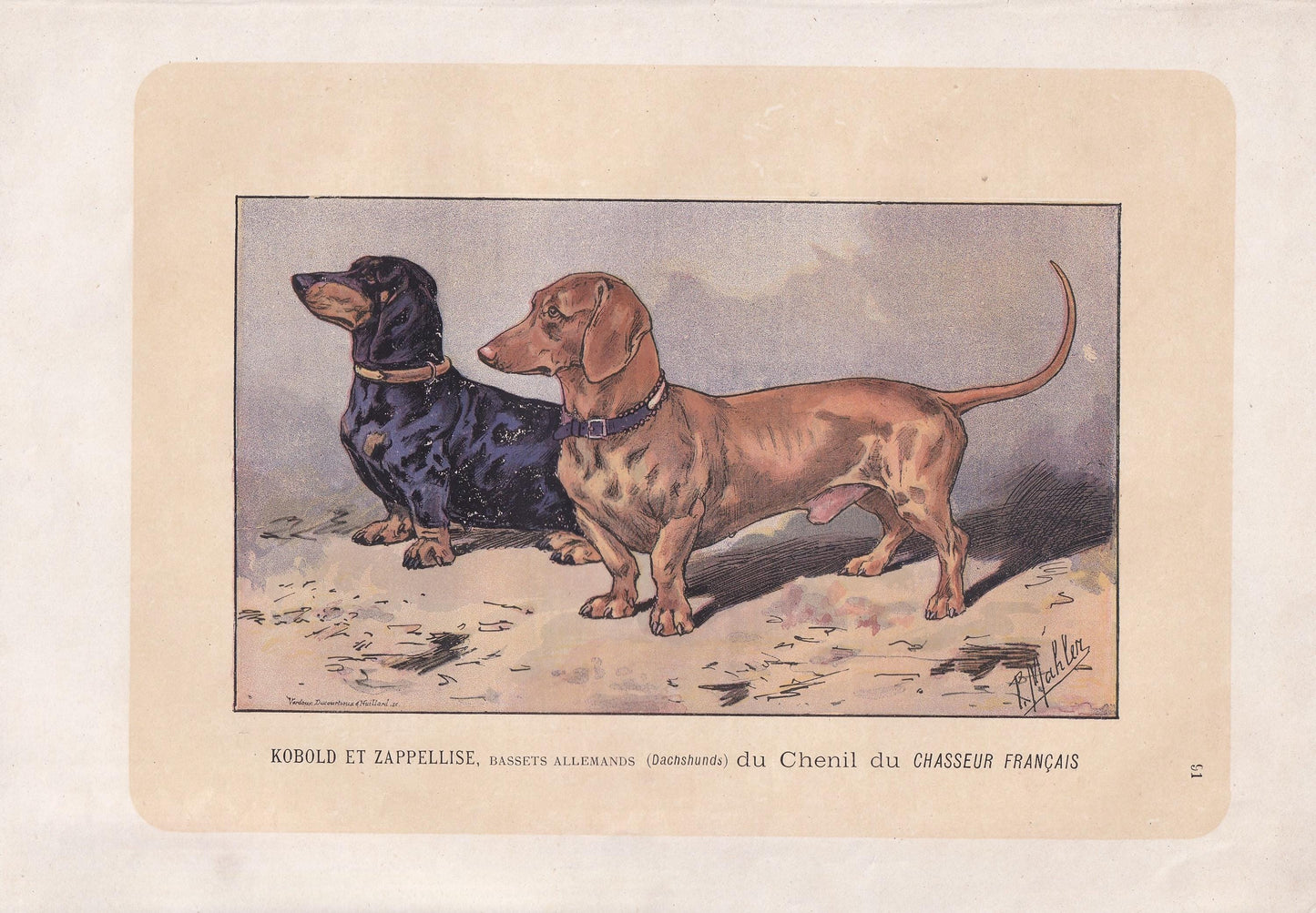 1896 DACHSHUND DOG Print - Original Antique Hunting Dog Print - Dog Wall Art Gift - Animal Art - Dog Lover - 10 x 7 Inches