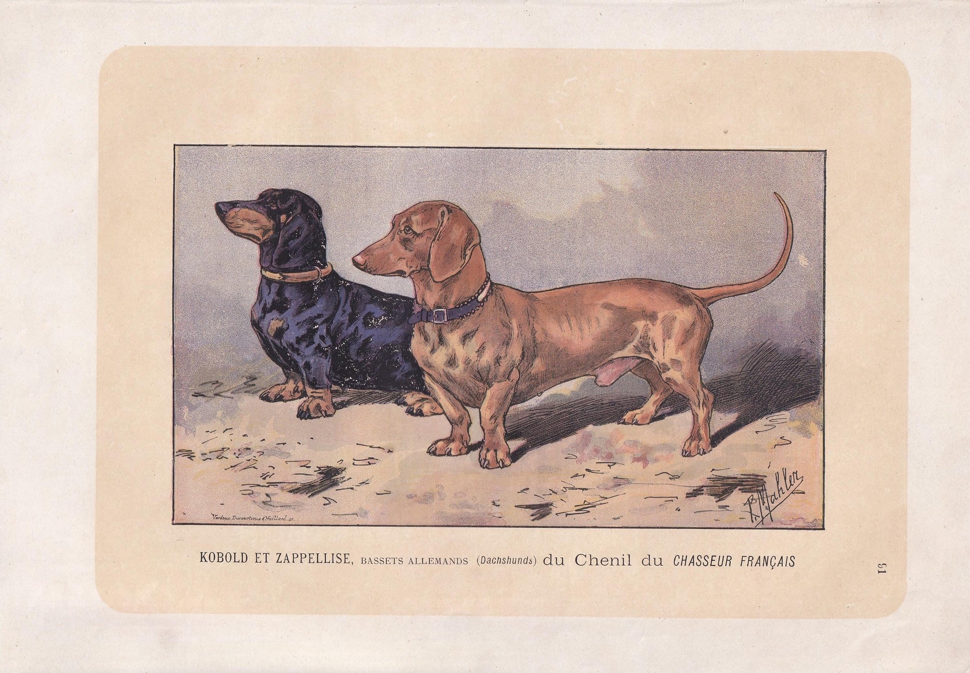 1896 DACHSHUND DOG Print - Original Antique Hunting Dog Print - Dog Wall Art Gift - Animal Art - Dog Lover - 10 x 7 Inches