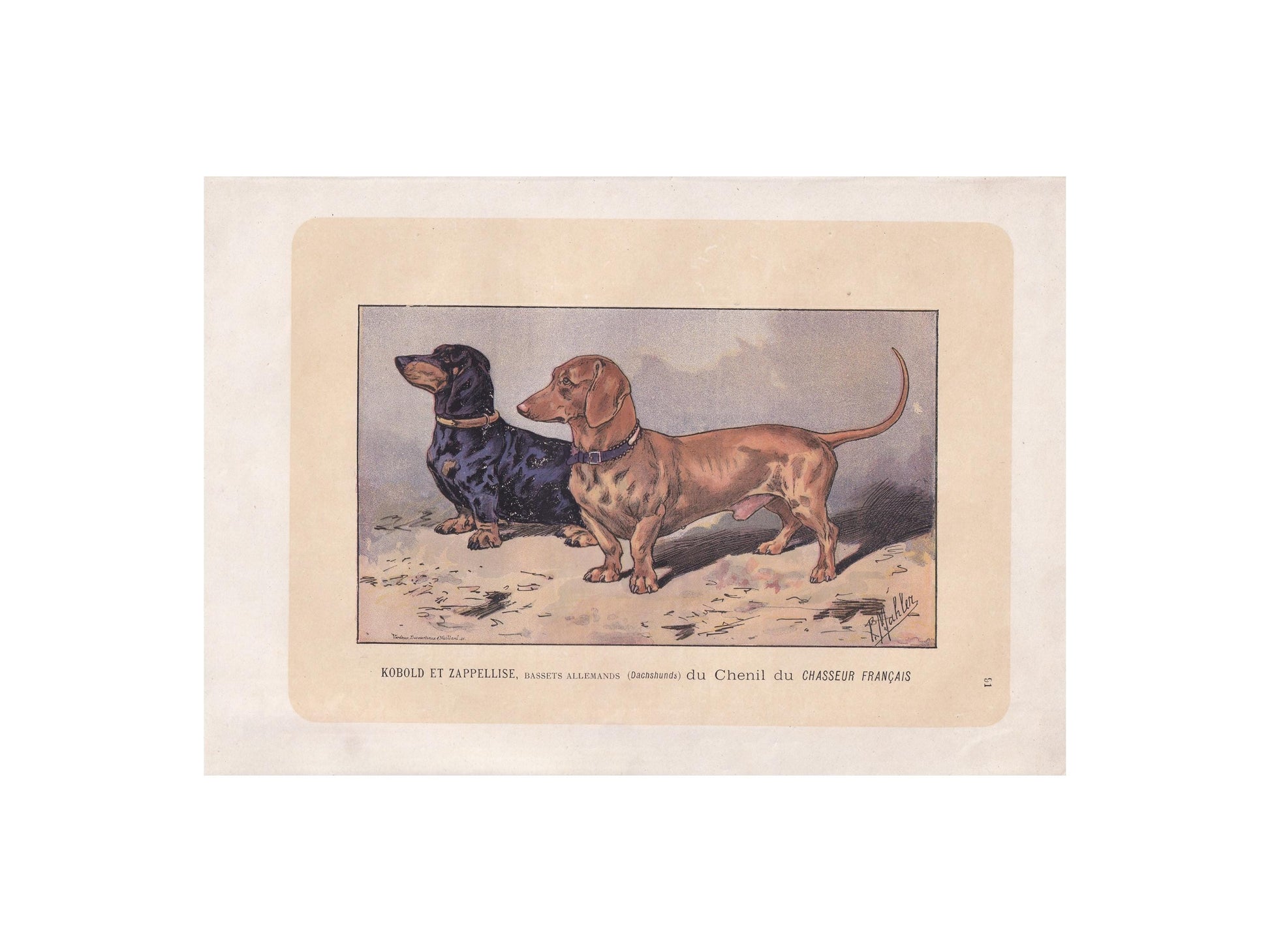 1896 DACHSHUND DOG Print - Original Antique Hunting Dog Print - Dog Wall Art Gift - Animal Art - Dog Lover - 10 x 7 Inches