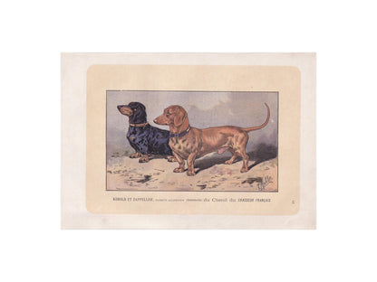 1896 DACHSHUND DOG Print - Original Antique Hunting Dog Print - Dog Wall Art Gift - Animal Art - Dog Lover - 10 x 7 Inches