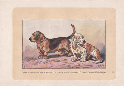 1896 BASSET GRIFFON & VENDEEN Dog Print - Original Antique Hunting Dog Print - Dog Wall Art Gift - Animal Art - Dog Lover - 10 x 7 Inches