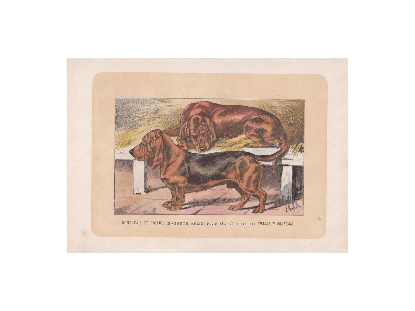 1896 BASSET DOG Print - Original Antique Hunting Dog Print - Dog Wall Art Gift - Animal Art - Dog Lover - 10 x 7 Inches