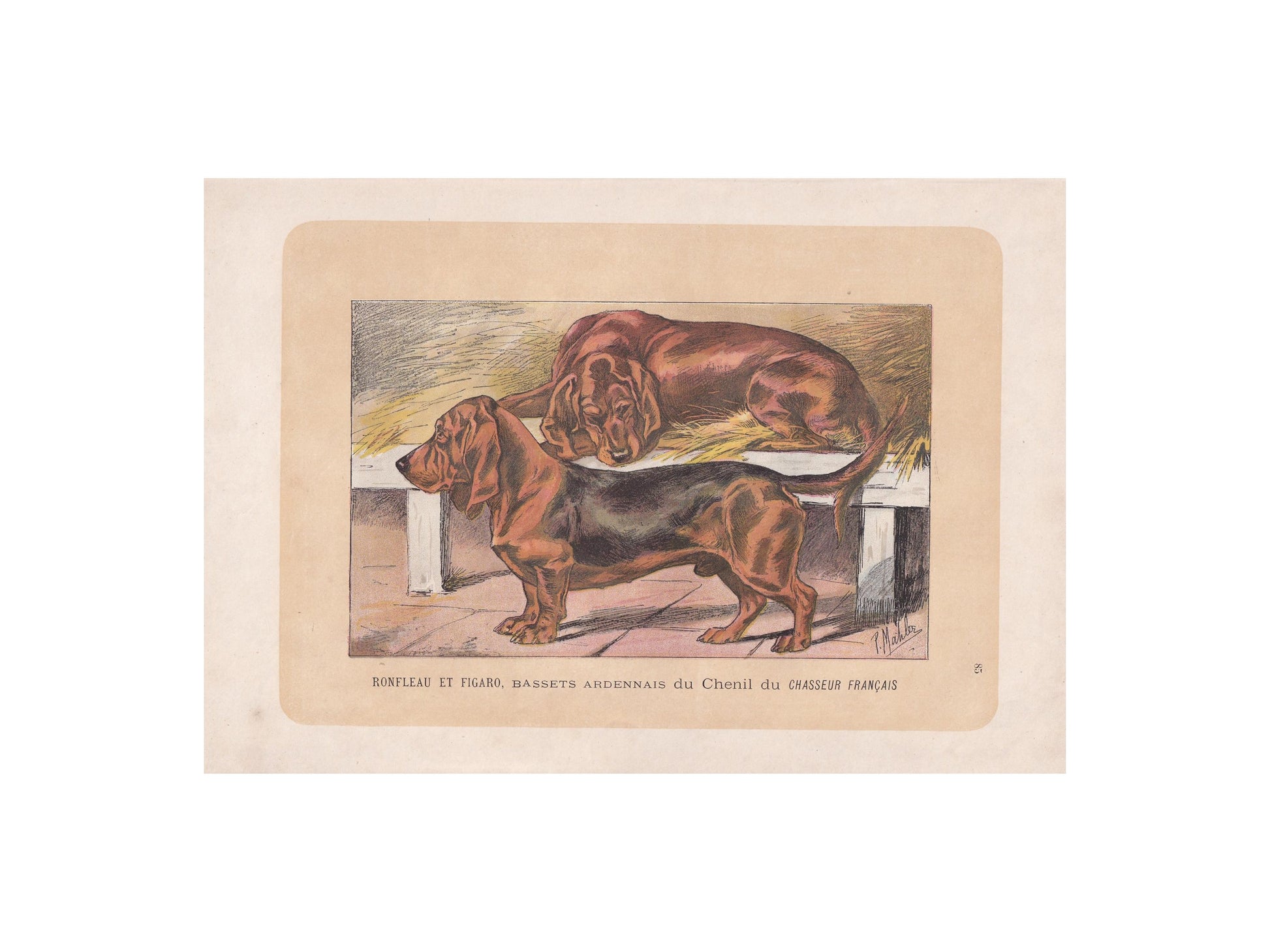 1896 BASSET DOG Print - Original Antique Hunting Dog Print - Dog Wall Art Gift - Animal Art - Dog Lover - 10 x 7 Inches