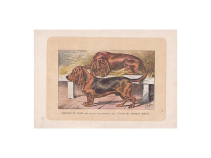 1896 BASSET DOG Print - Original Antique Hunting Dog Print - Dog Wall Art Gift - Animal Art - Dog Lover - 10 x 7 Inches