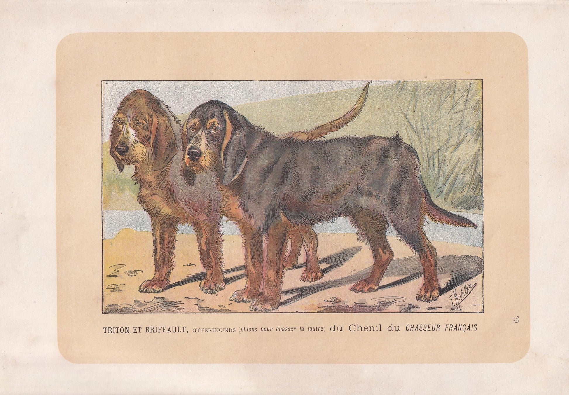 1896 OTTERHOUND DOG Print - Original Antique Hunting Dog Print - Dog Wall Art Gift - Animal Art - Dog Lover - 10 x 7 Inches