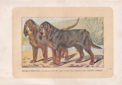 1896 OTTERHOUND DOG Print - Original Antique Hunting Dog Print - Dog Wall Art Gift - Animal Art - Dog Lover - 10 x 7 Inches