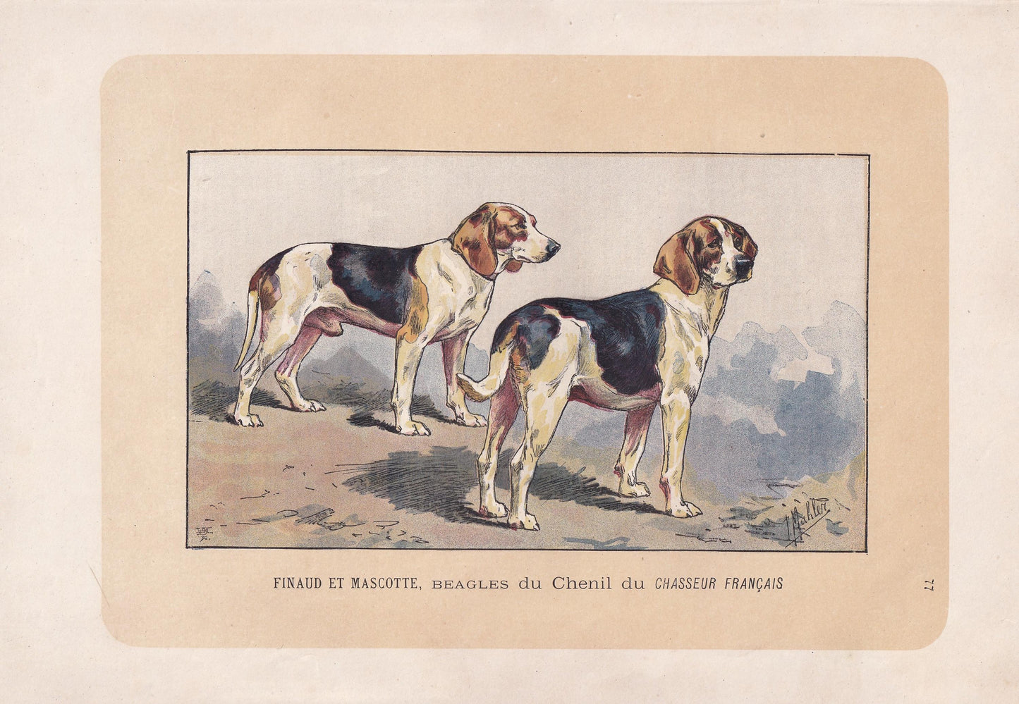 1896 BEAGLE DOG Print - Original Antique Hunting Dog Print - Dog Wall Art Gift - Animal Art - Dog Lover - 10 x 7 Inches