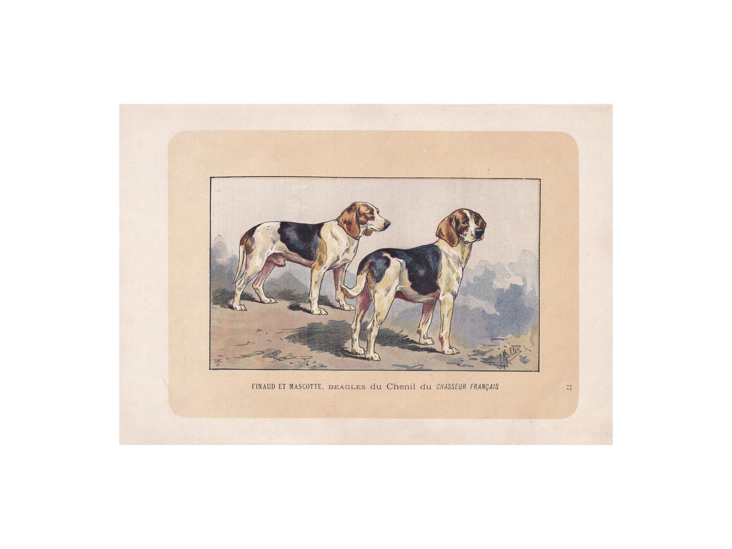 1896 BEAGLE DOG Print - Original Antique Hunting Dog Print - Dog Wall Art Gift - Animal Art - Dog Lover - 10 x 7 Inches