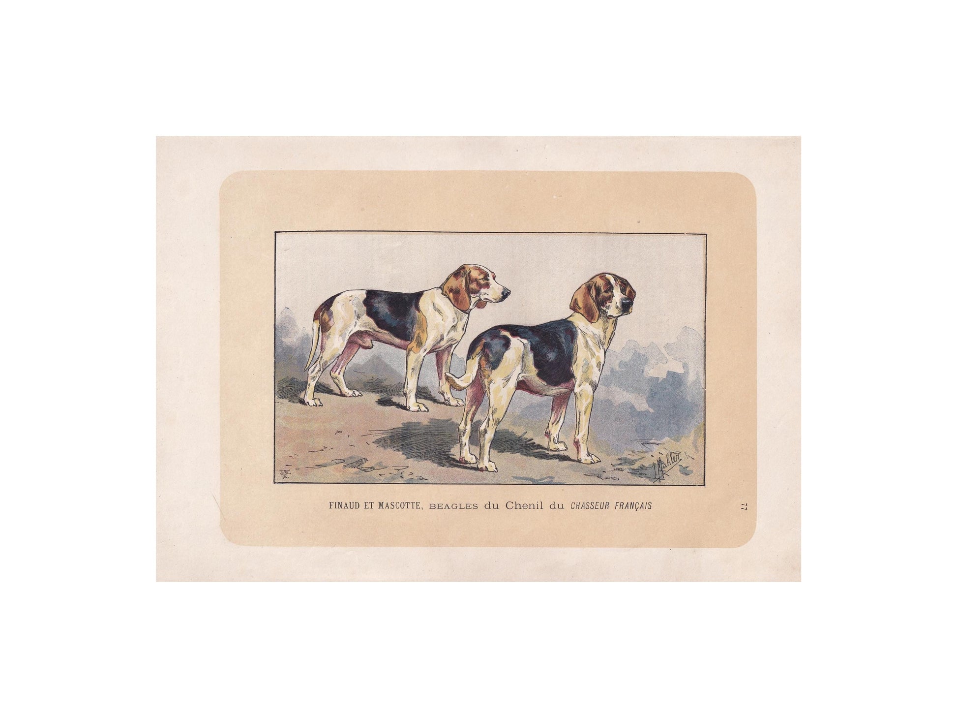 1896 BEAGLE DOG Print - Original Antique Hunting Dog Print - Dog Wall Art Gift - Animal Art - Dog Lover - 10 x 7 Inches