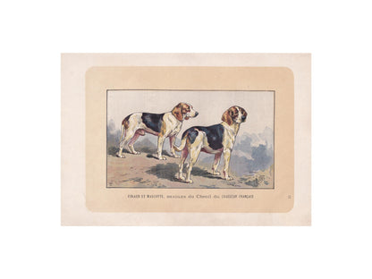 1896 BEAGLE DOG Print - Original Antique Hunting Dog Print - Dog Wall Art Gift - Animal Art - Dog Lover - 10 x 7 Inches