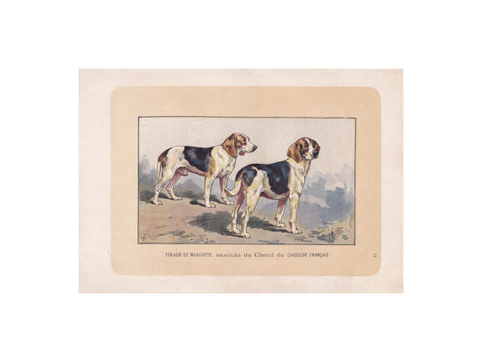 1896 BEAGLE DOG Print - Original Antique Hunting Dog Print - Dog Wall Art Gift - Animal Art - Dog Lover - 10 x 7 Inches