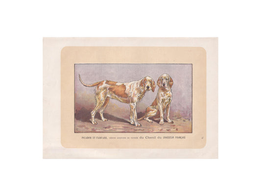 1896 GRIFFON VENDEEN DOG Print - Original Antique Hunting Dog Print - Dog Wall Art Gift - Animal Art - Dog Lover - 10 x 7 Inches